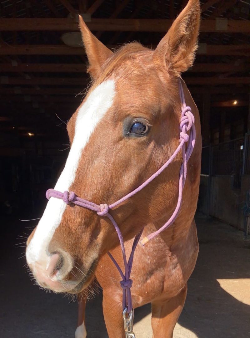 A brown horse wearing a purple bridle on its head