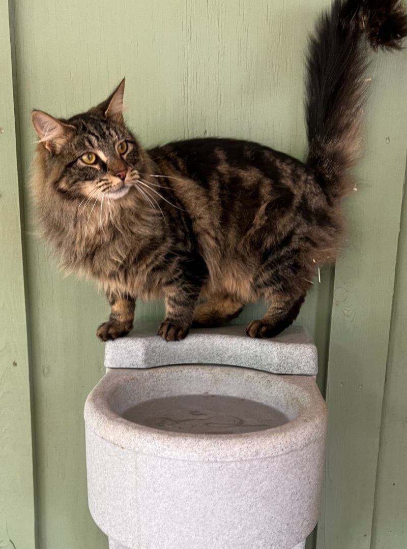 a cute feline standing on top of a water fountain