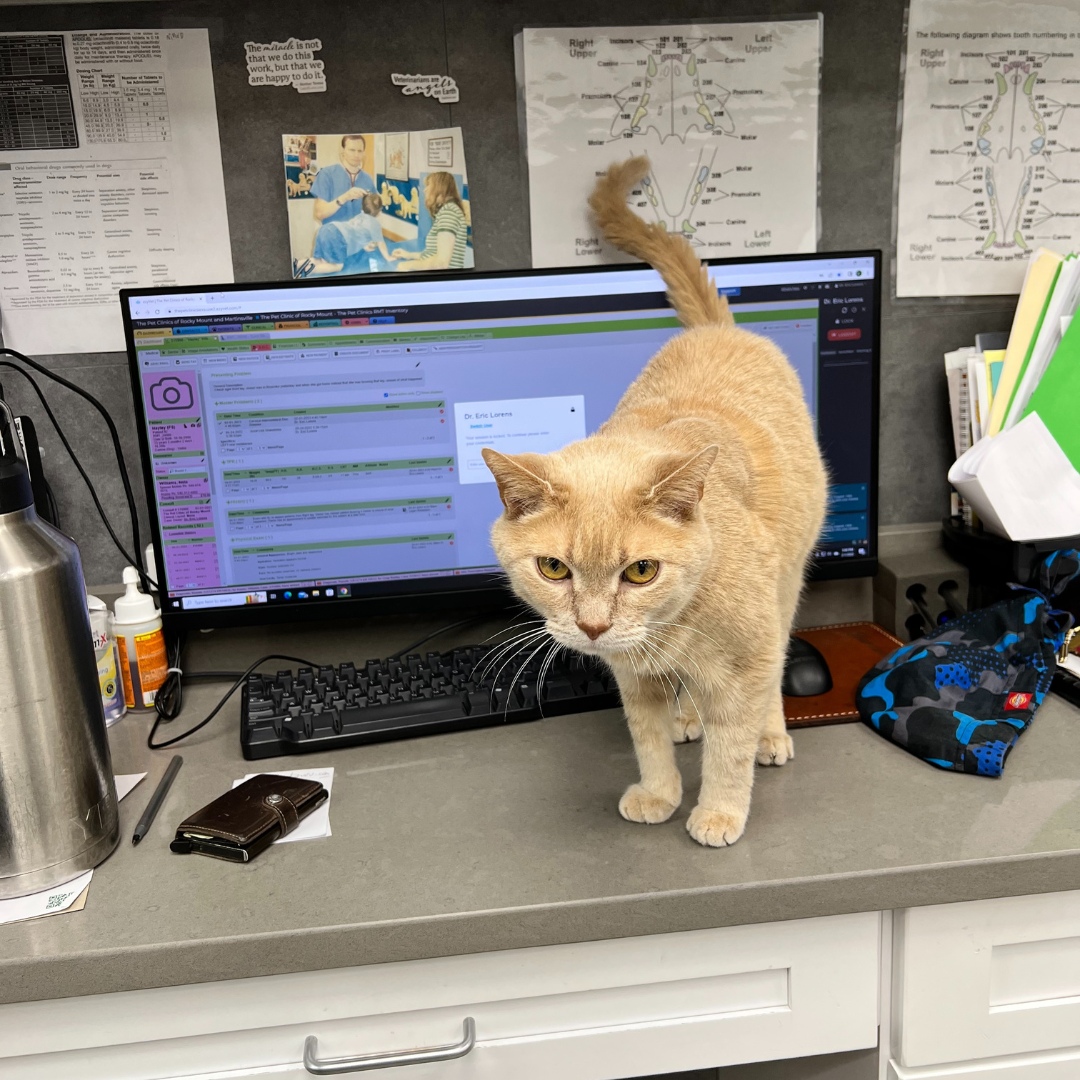 cat is standing on the work table