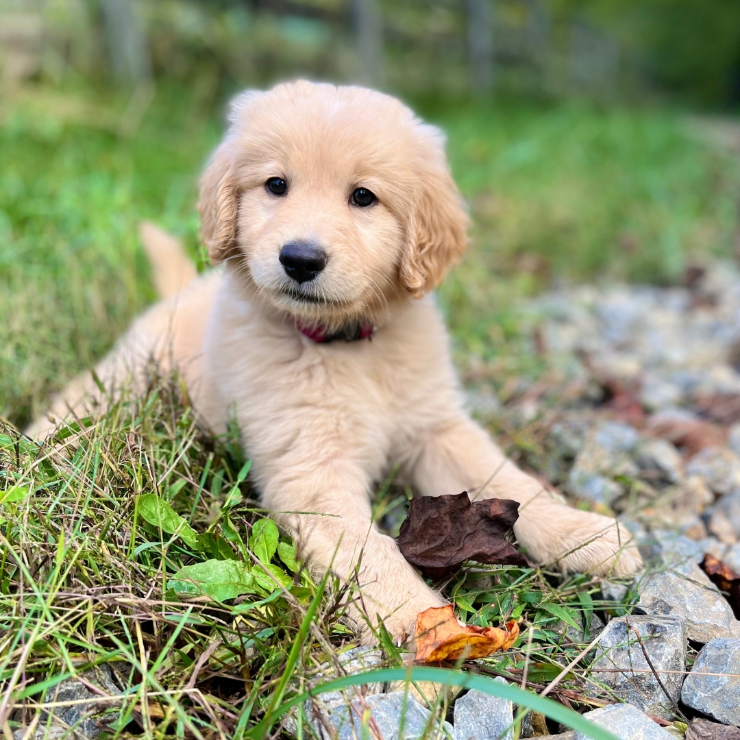 a cute golden retriever puppy sitting on the ground