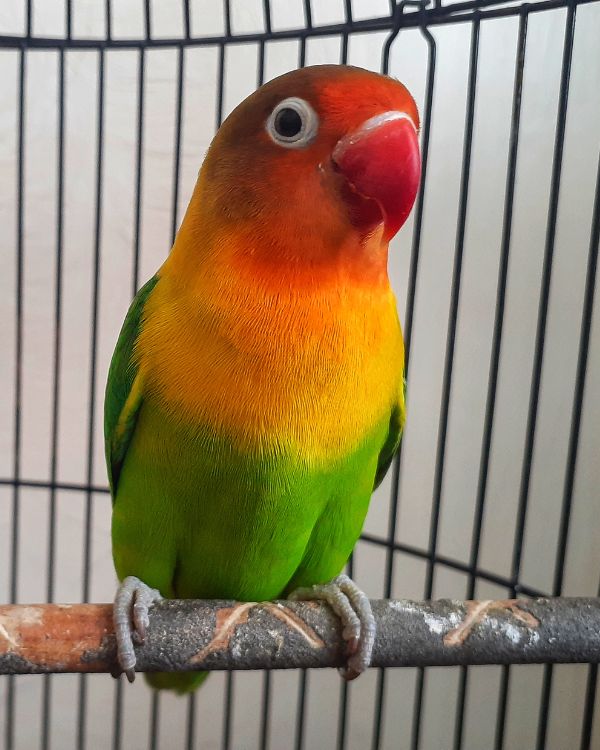 Colorful bird on a roost in a pen