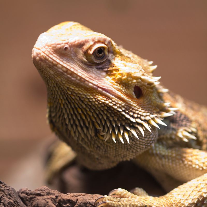 lizard sitting under heat lamp