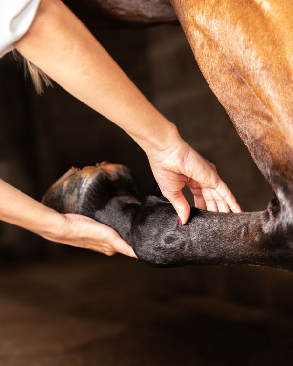 Vet looking at a horse's hoof