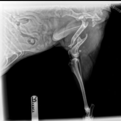 X-ray of Dog's Leg with bones overlapping