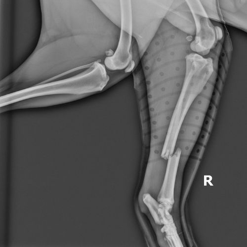 Xray of pet's broken leg