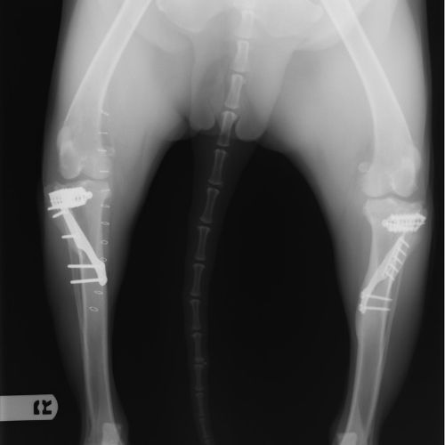 X-ray of Dogs hind legs