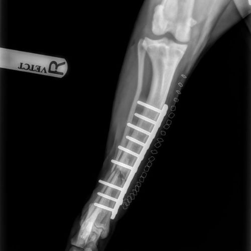 X-ray of Dog's leg with pins to repair broken bone