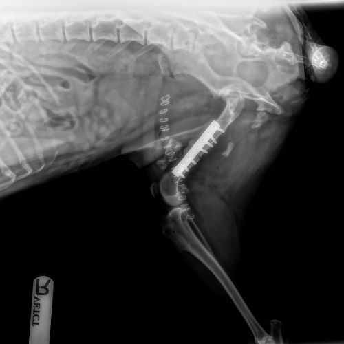 X-ray of dogs leg with surgical pins