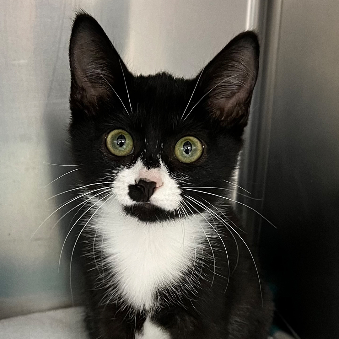 a black and white cat with a mustache sitting on a windowsill