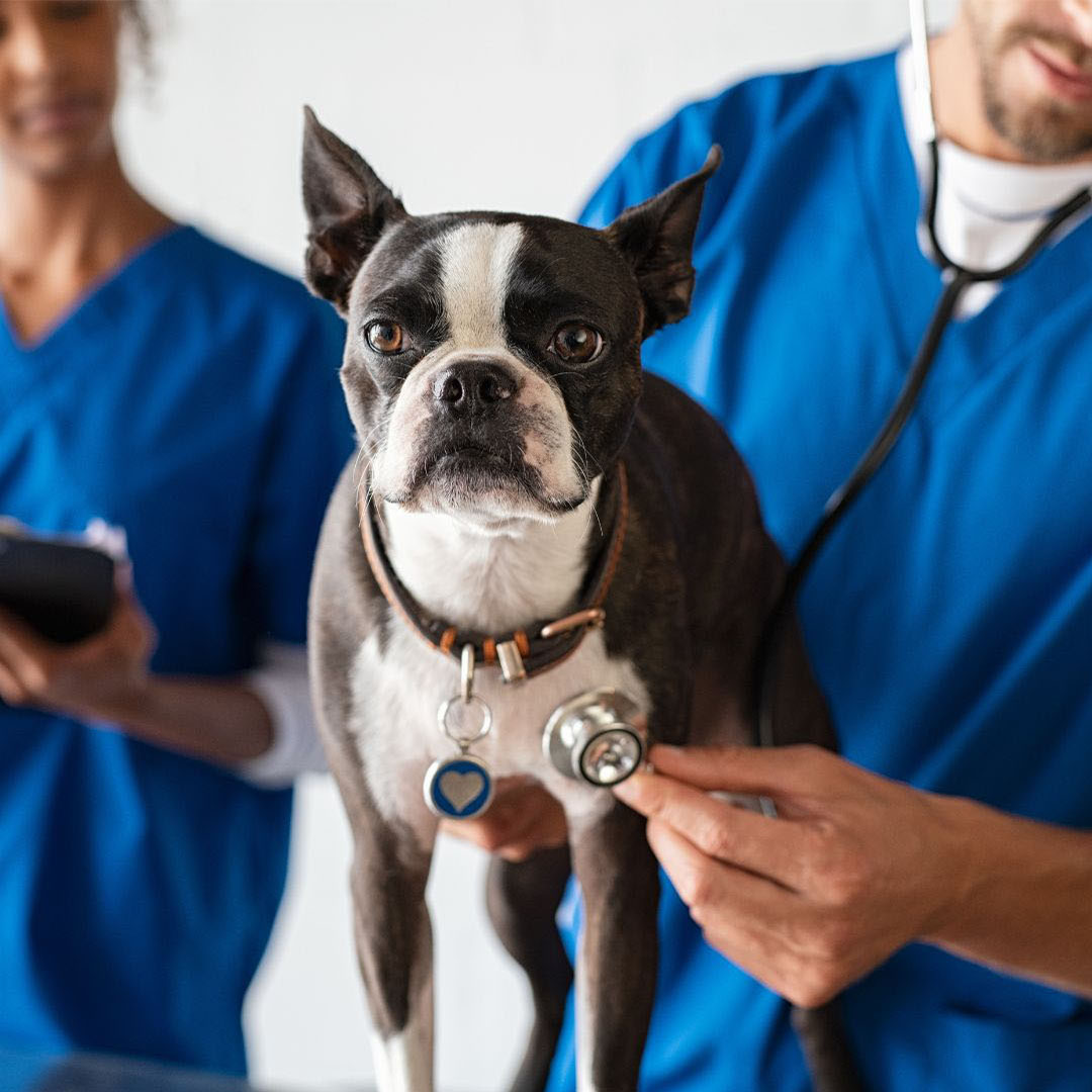 a black and white dog being examined by a vet