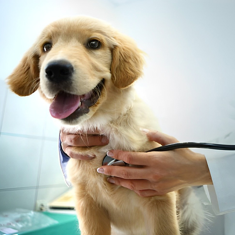 a dog being examined by a veterinarian