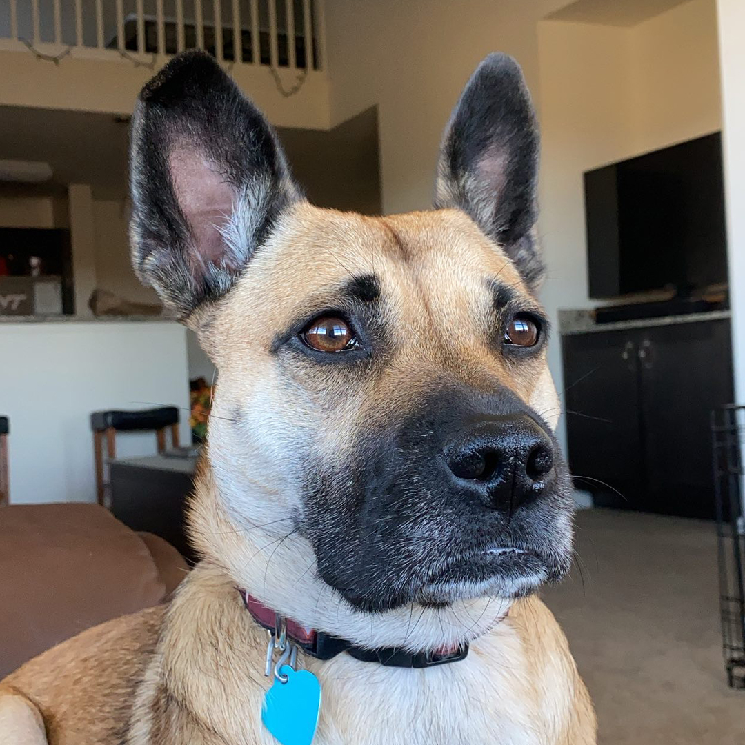 an adorable dog with a blue tag perched on a couch