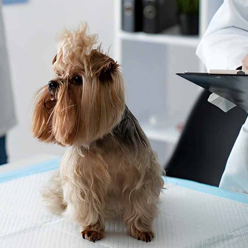 a dog sitting on a table with a clipboard