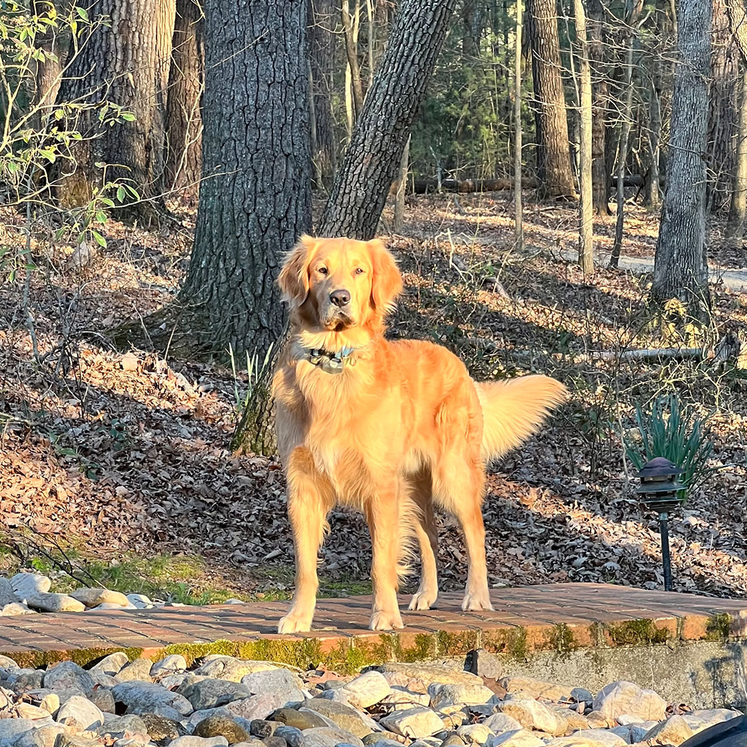 a golden retriever standing on a wooden bridge in the woods