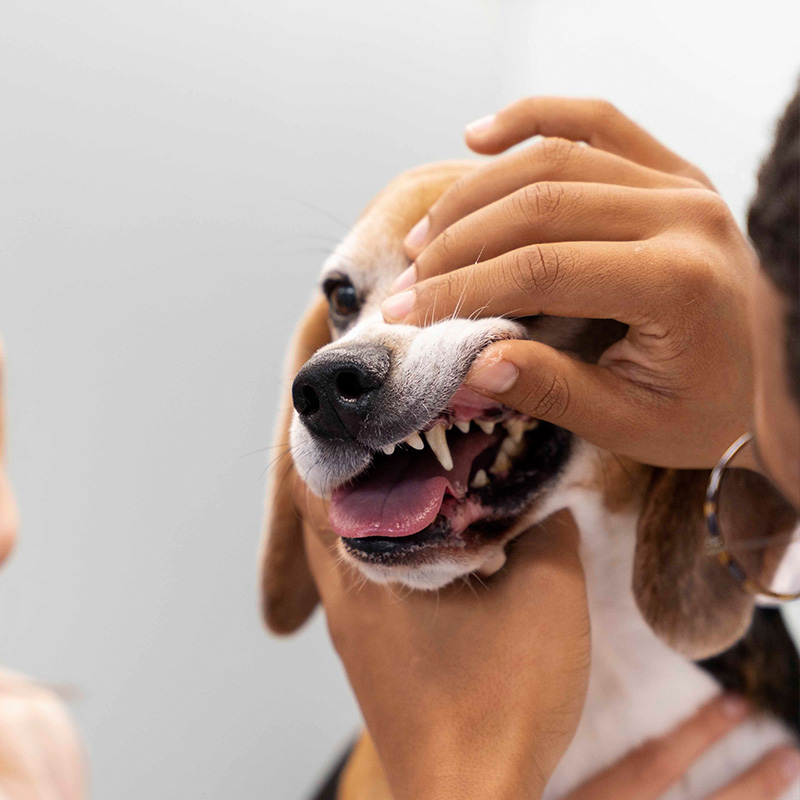 a vet checking a dog teeth