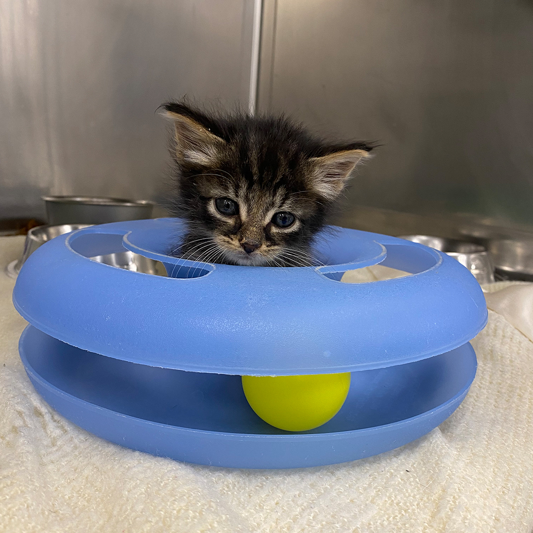 a playful kitten batting a ball on a blue toy