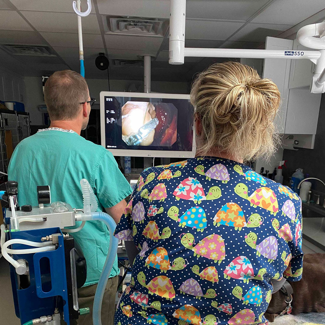 a vet carefully examines a pet in a well-lit room