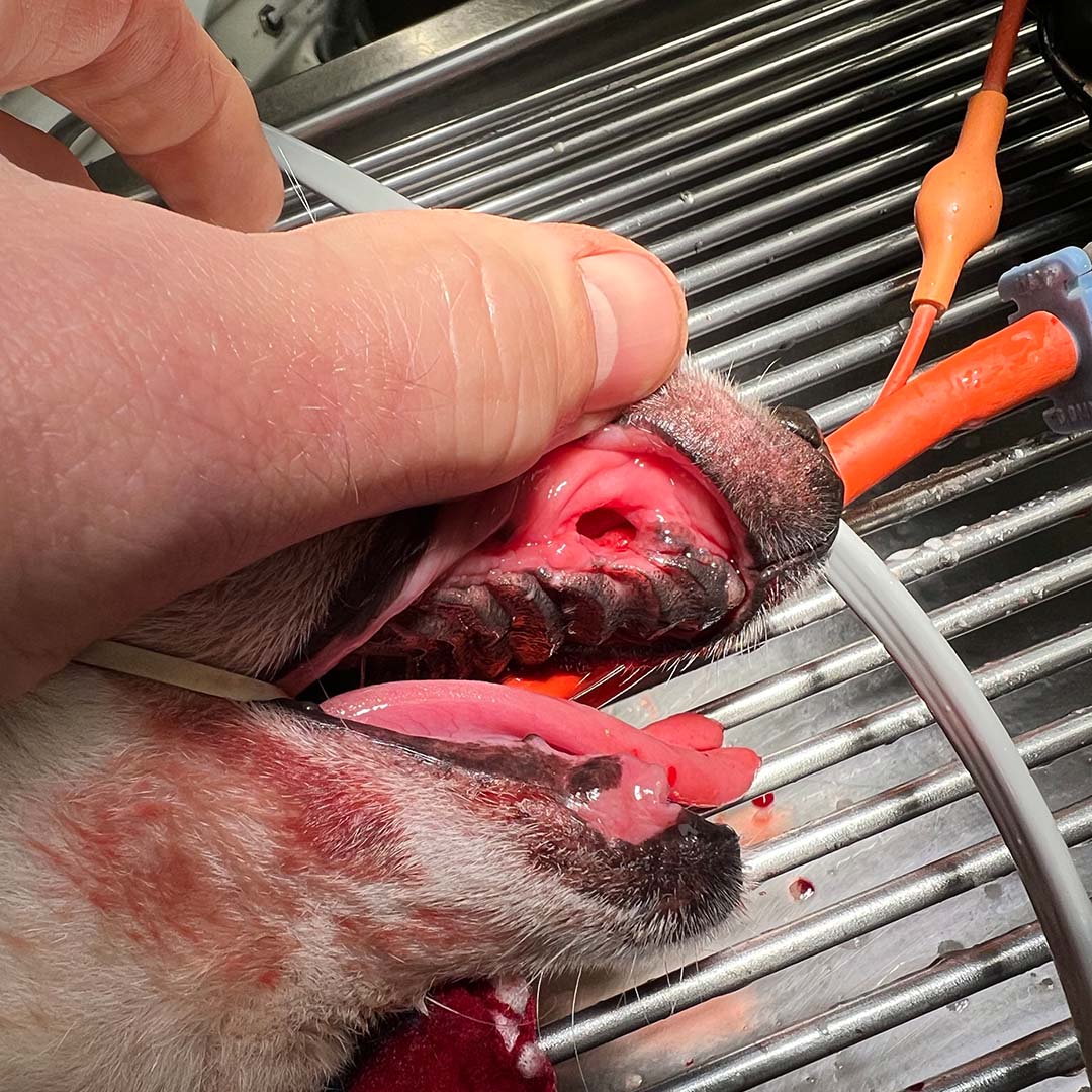 a vet inserting a tube into a dog's mouth for medical treatment