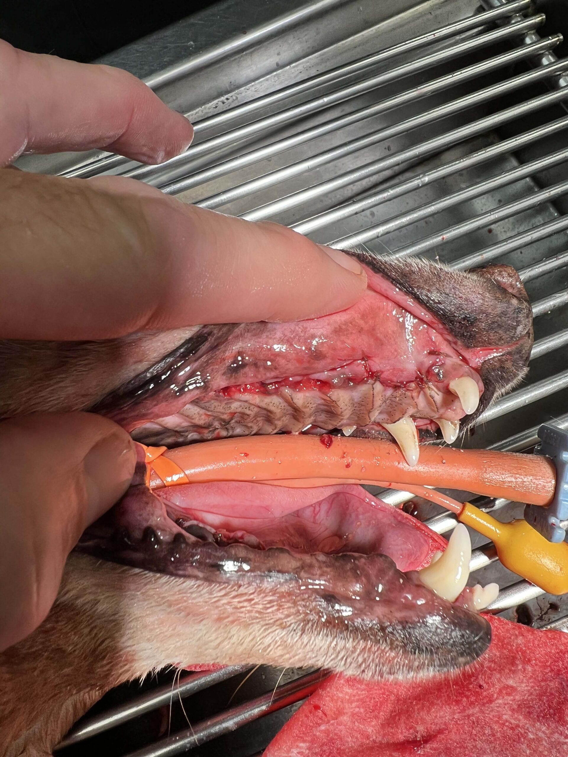 a vet while treating the dog's teeth