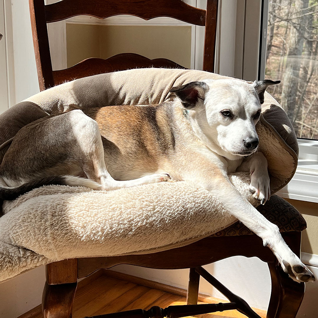 an adorable dog resting on a chair in front of a window