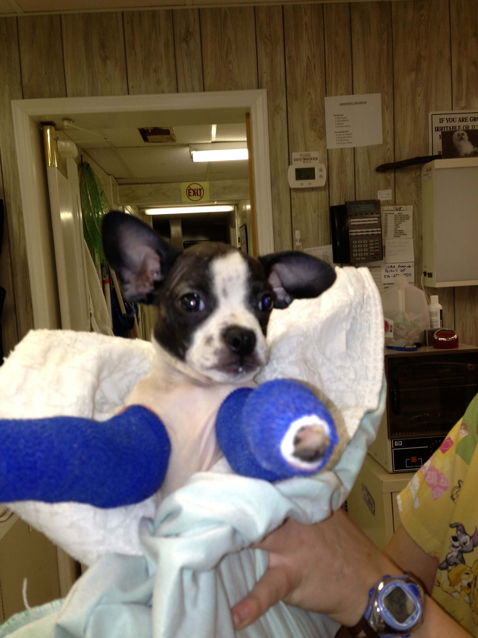 an injured small dog wearing a leg cast