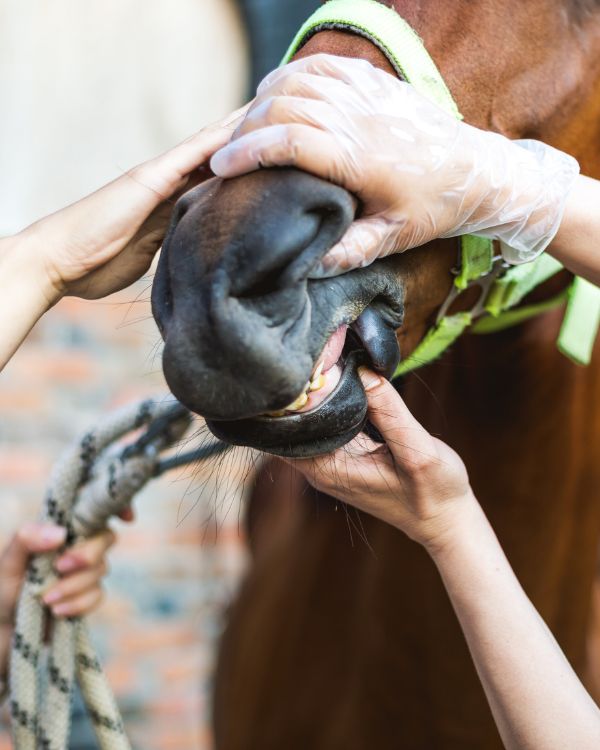 vet examining a horse's teeth