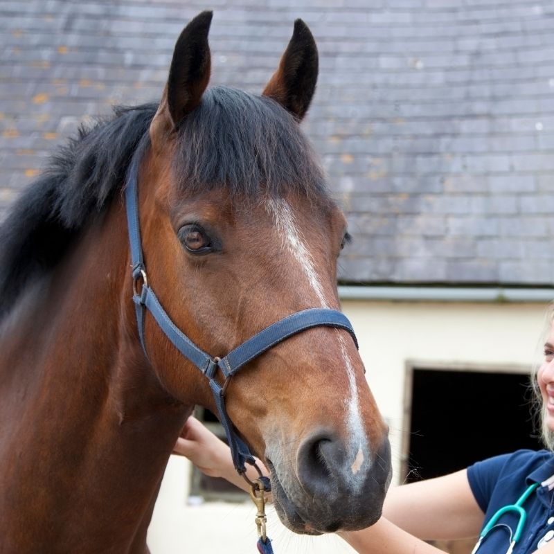 horse being examined by vet