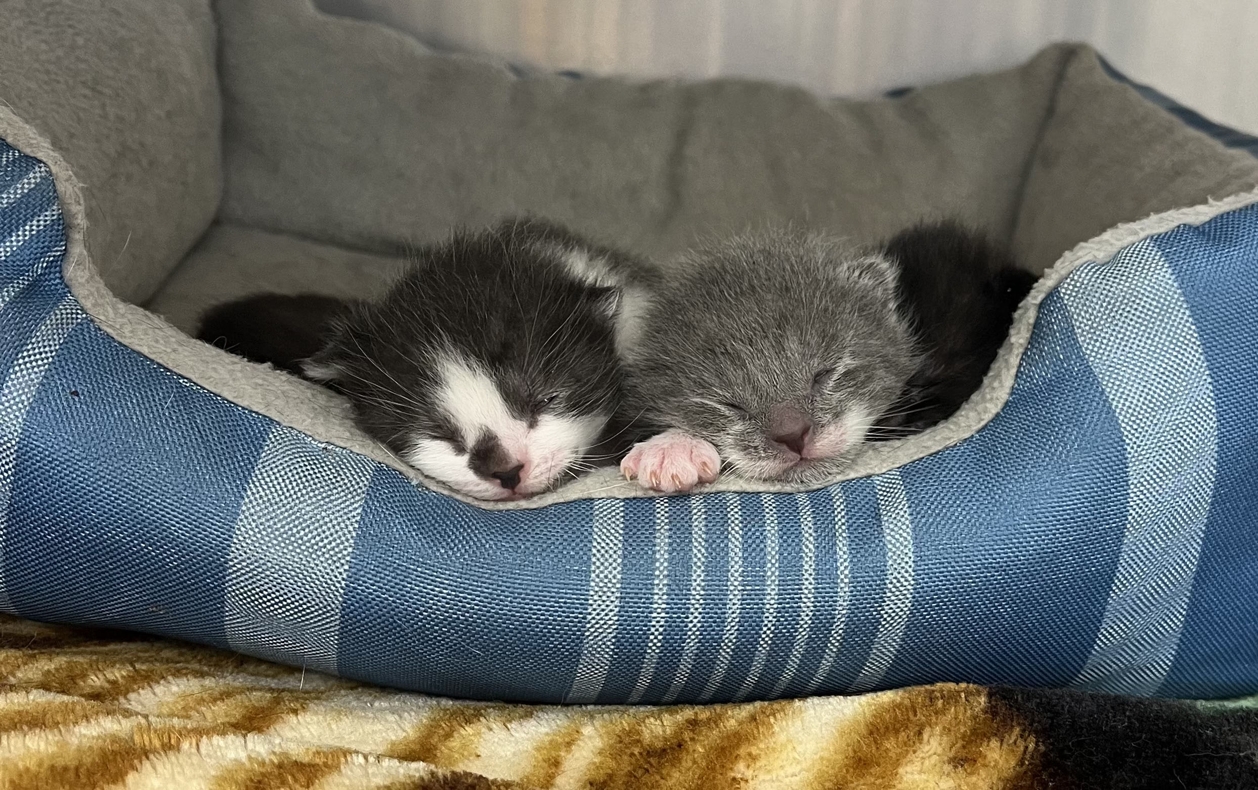 two kittens peacefully sleeping in a blue and white striped bed