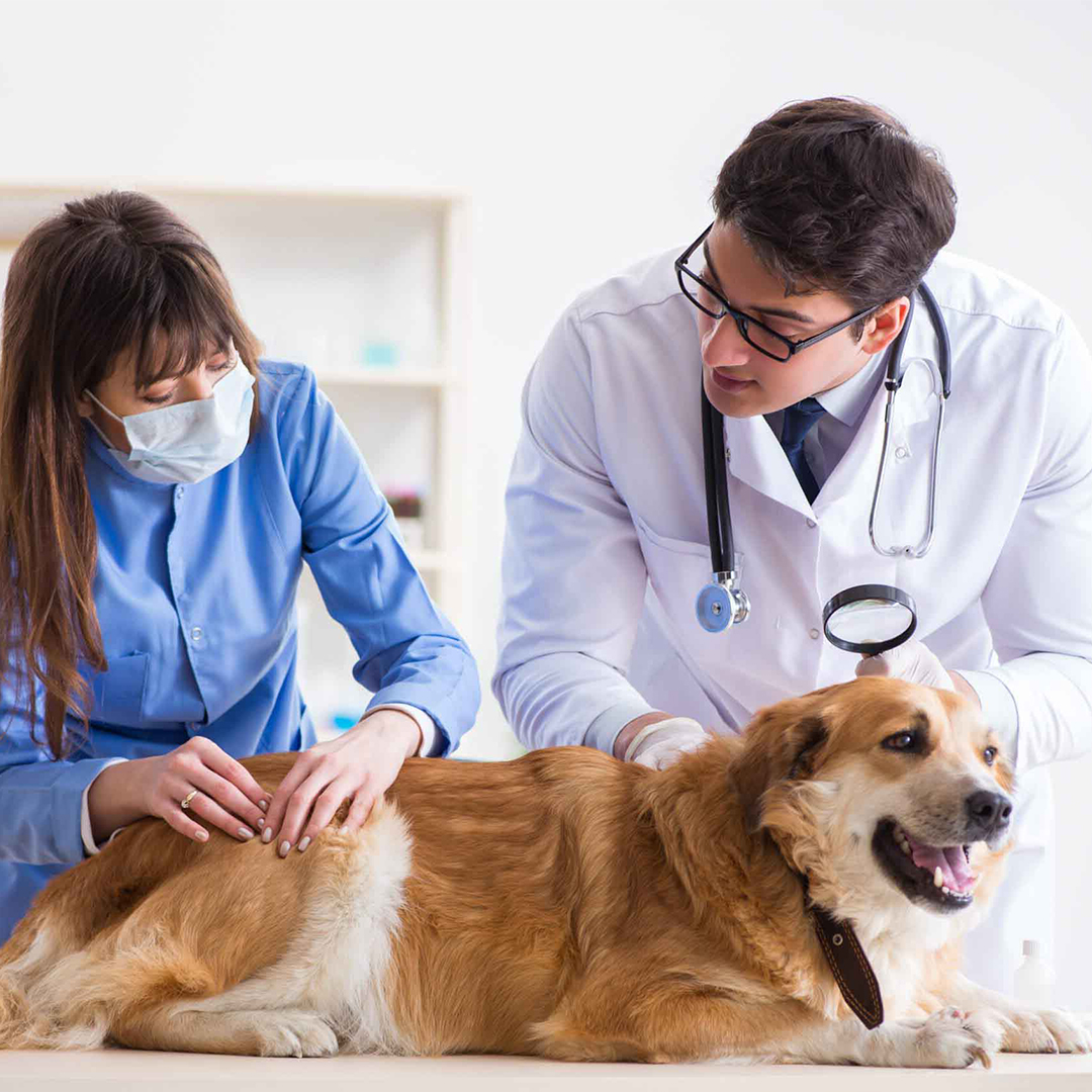 two person inspecting a dog in a vet hospital